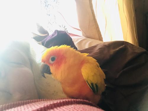 Lost Female Bird last seen 8th circle between Pearson and Yucca, Port Hueneme, CA 93041