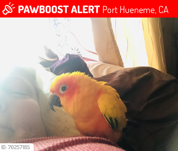 Lost Female Bird last seen 8th circle between Pearson and Yucca, Port Hueneme, CA 93041