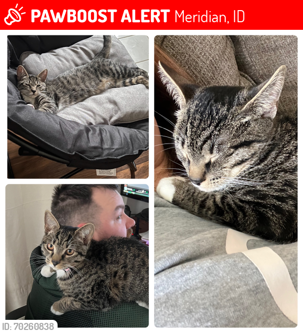 Lost Female Cat last seen Franklin St and Linder , Meridian, ID 83642