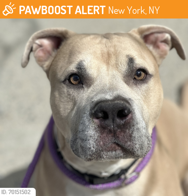 Shelter Stray Male Dog last seen Near Laconia Avenue, BRONX, NY, 10466, New York, NY 10029