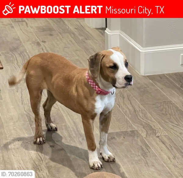 Deceased Female Dog last seen Big Trail and Sienna Ranch Rd, Missouri City, TX 77459, Missouri City, TX 77459