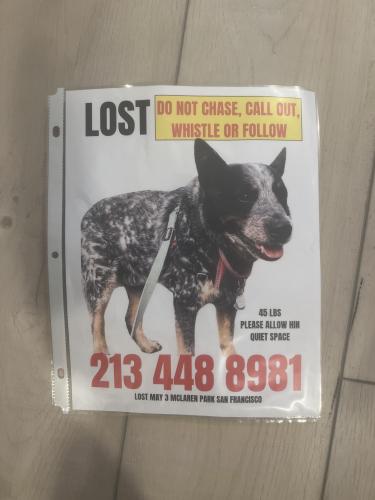 Lost Male Dog last seen McClaren Park, San Francisco, CA 94134