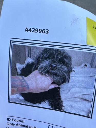 Lost Male Dog last seen Near N Bryant St behind Homeland Grocery, Edmond, OK 73034