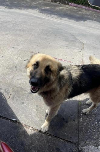 Lost Female Dog last seen Little York area, Houston, TX 77093
