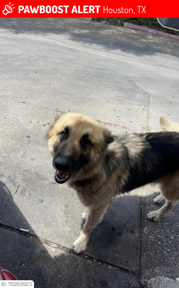 Lost Female Dog last seen Little York area, Houston, TX 77093