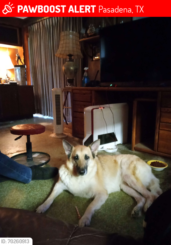 Lost Female Dog last seen Carpenter Ave Pasadena TX, Pasadena, TX 77502