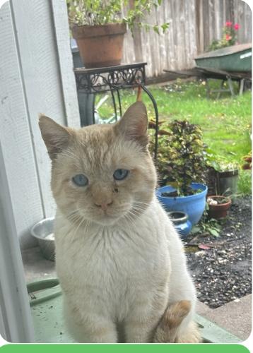 Lost Male Cat last seen Close to rail road crossing off 930 poplar street, Sweet Home, OR 97386