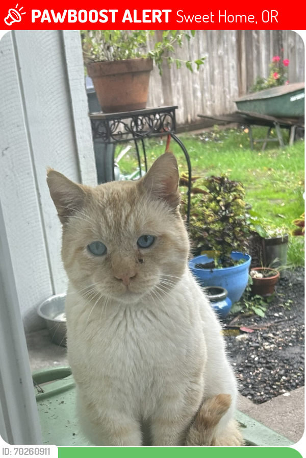 Lost Male Cat last seen Close to rail road crossing off 930 poplar street, Sweet Home, OR 97386