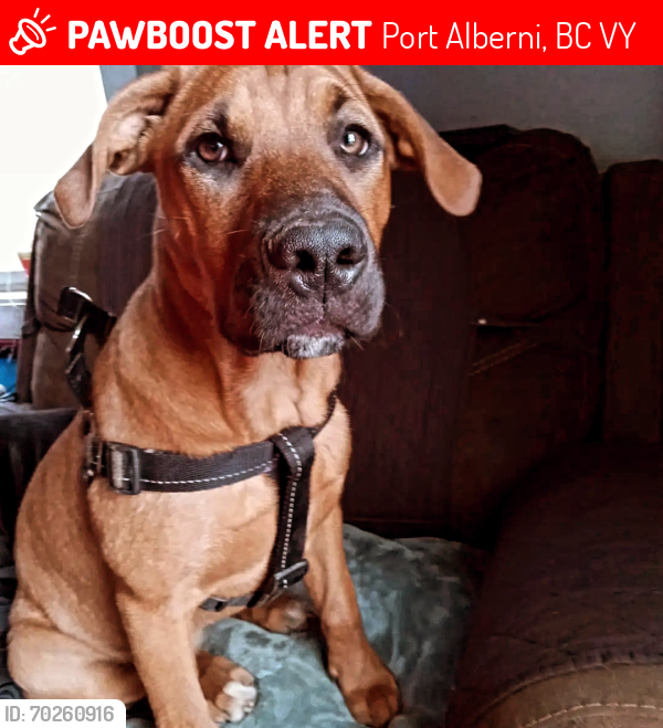 Lost Female Dog last seen Safe injection site , Port Alberni, BC V9Y