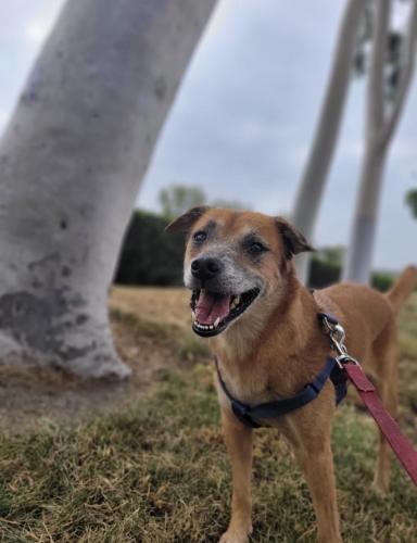 Lost Female Dog last seen Tewinkle Park, Costa Mesa, CA 92626