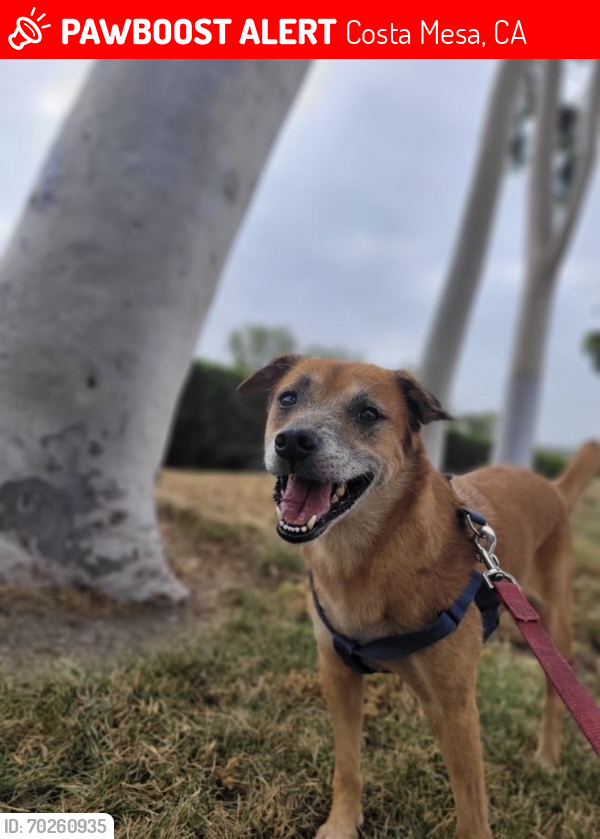 Lost Female Dog last seen Tewinkle Park, Costa Mesa, CA 92626