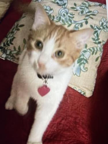 Lost Male Cat last seen Piney grove church and hwy 18 so. & Clearview road in Moravian falls , NC-18, NC 28645