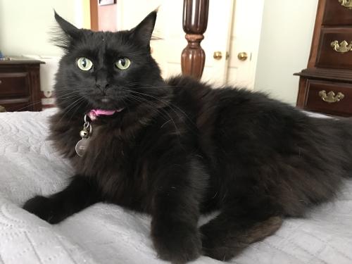 Lost Female Cat last seen Willow Pointe - Rustic Bend Ct, Houston, TX 77064