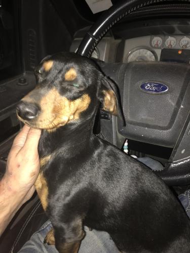 Lost Female Dog last seen 16th & Madison, Loveland, CO 80538