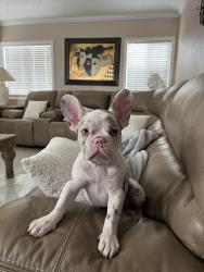 Lost Female Dog last seen Peach and Josephine, Lynwood, CA 90262