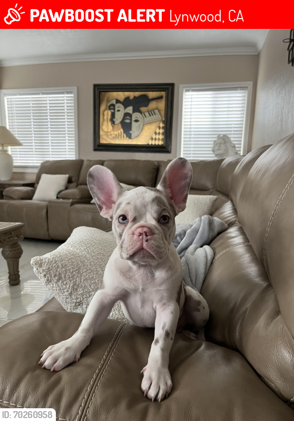 Lost Female Dog last seen Peach and Josephine, Lynwood, CA 90262