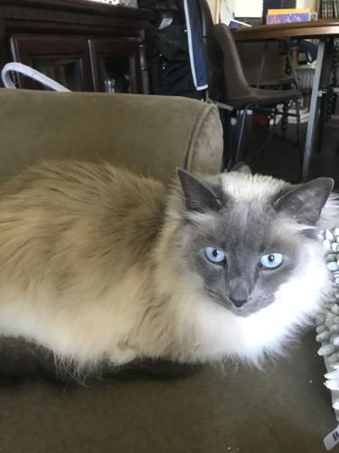 Lost Male Cat last seen Old Troy and Pennswood, Dayton, OH 45424