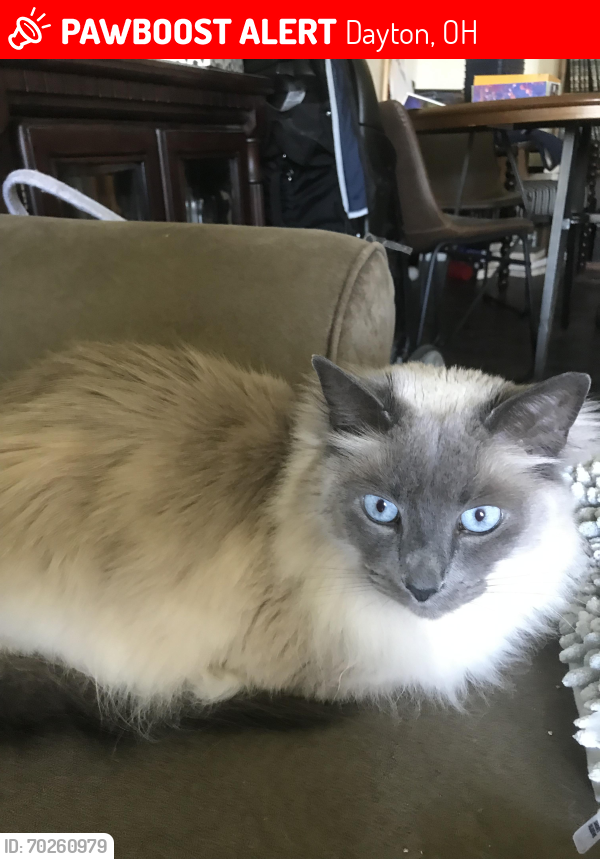 Lost Male Cat last seen Old Troy and Pennswood, Dayton, OH 45424