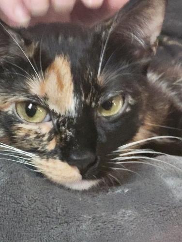 Lost Female Cat last seen 151st and Memorial, Bixby ,OK, Bixby, OK 74008