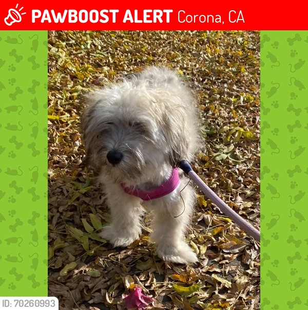 Lost Female Dog last seen main st and olive, Corona, CA 92879