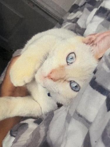 Lost Male Cat last seen Harlem , Richmond, TX 77407