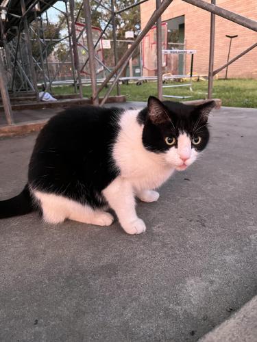Lost Female Cat last seen S Panther Creek Dr, The Woodlands, TX 77381, The Woodlands, TX 77381