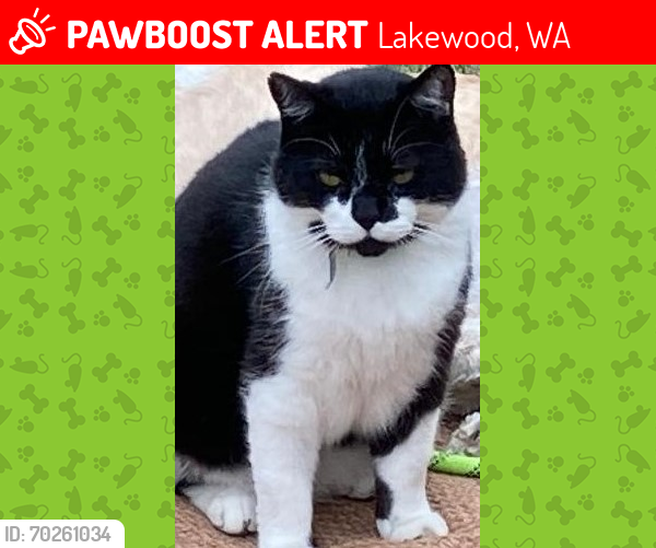 Lost Male Cat last seen 80th St SW Lakewood, Lakewood, WA 98499
