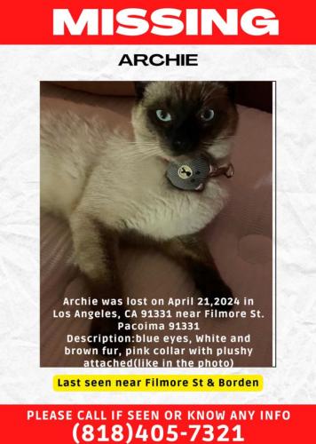 Lost Male Cat last seen Flimore st  Pacoima , Los Angeles, CA 91331