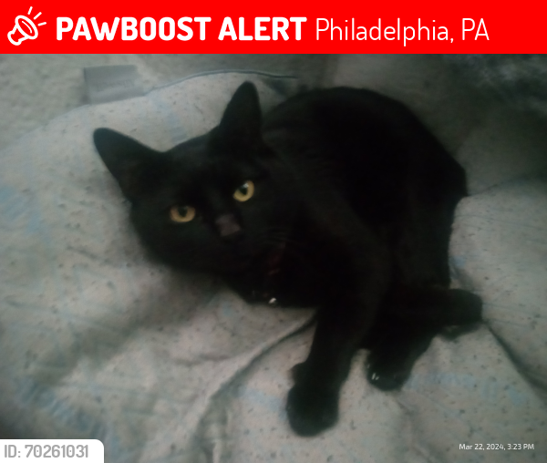 Lost Male Cat last seen Near crease st, Philadelphia PA 19125, Philadelphia, PA 19125