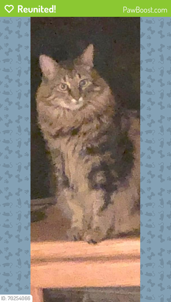 Reunited Male Cat last seen Crenshaw and Preston Trails North and Wilbury Heights Pasadena, Pasadena, TX 77505