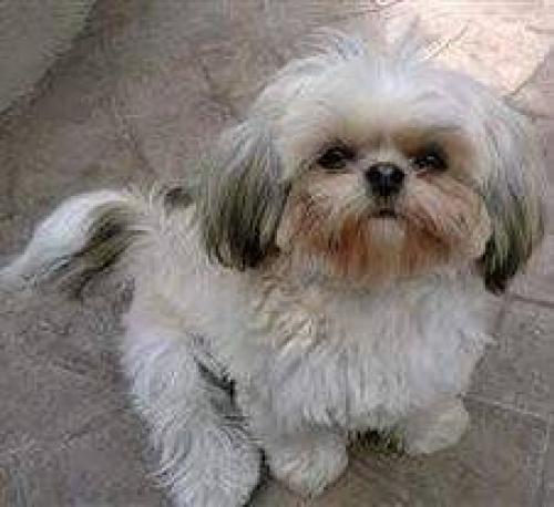 Lost Female Dog last seen Nile Mcardle Haas Middle School , Corpus Christi, TX 78412