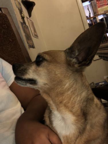 Lost Female Dog last seen Indiana Street and Mendocino Street, Vallejo, CA 94590