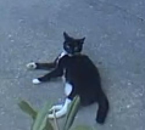 Lost Female Cat last seen Cedarwood School, Mandeville, LA 70471