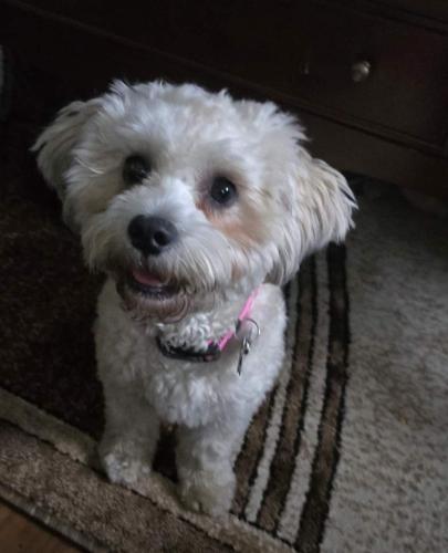 Lost Female Dog last seen Nort Emerson y Michigan st, Indianapolis, IN 46219