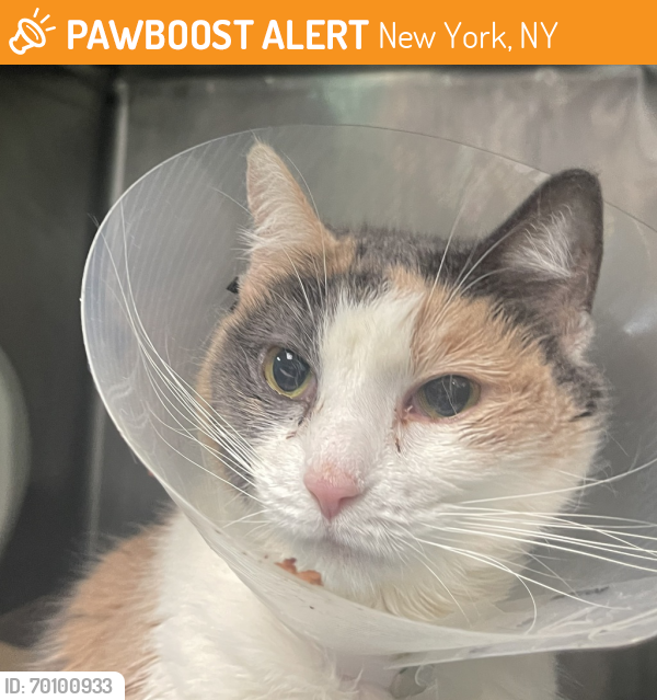 Shelter Stray Female Cat last seen Near Belmont Avenue, BROOKLYN, NY, 11212, New York, NY 11208