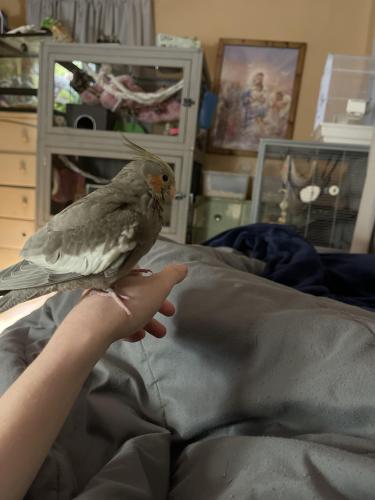 Lost Female Bird last seen East north street by caseys and car wash, Heber Springs, AR 72543