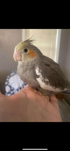 Lost Female Bird last seen East North Street and the carwash near Casey's, Heber Springs, AR 72543
