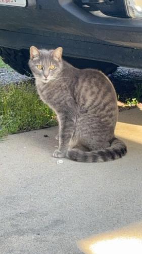 Lost Male Cat last seen Verdugo way , Sacramento County, CA 95842