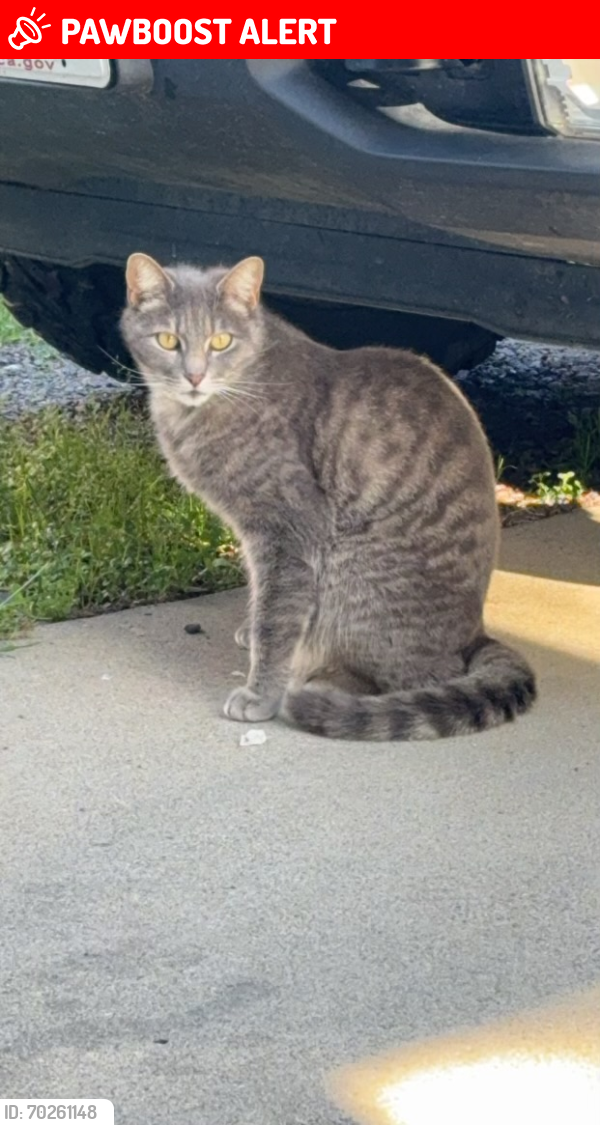 Lost Male Cat last seen Verdugo way , Sacramento County, CA 95842