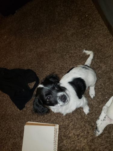 Lost Male Dog last seen kingscanyon and phillips, Fresno, CA 93727
