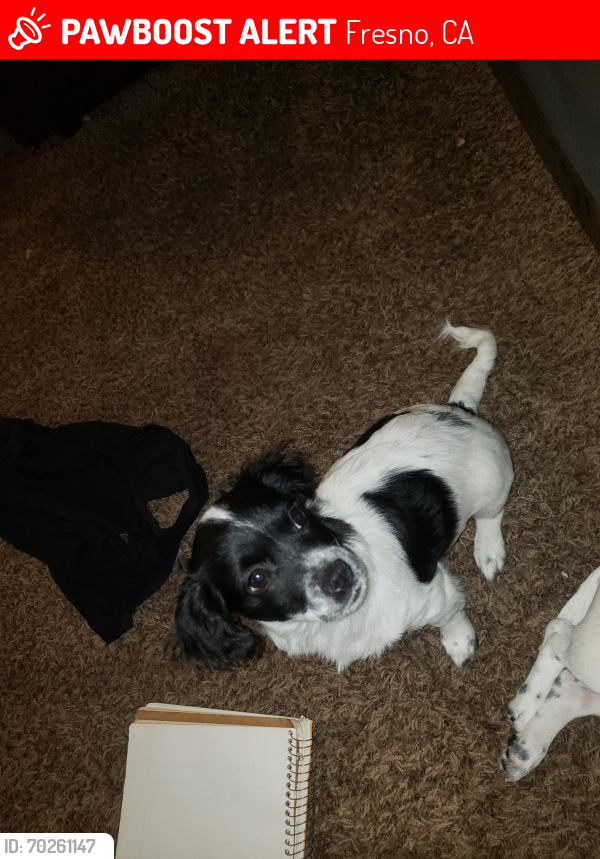 Lost Male Dog last seen kingscanyon and phillips, Fresno, CA 93727