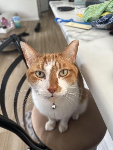 Lost Male Cat last seen 96th st and north village way, Indianapolis, IN 46256