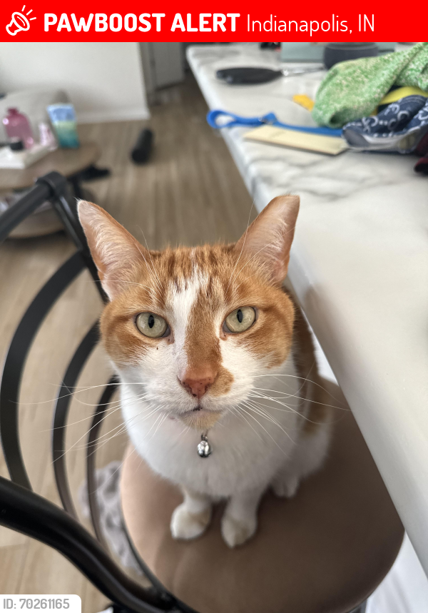 Lost Male Cat last seen 96th st and north village way, Indianapolis, IN 46256