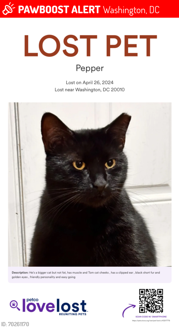 Lost Male Cat last seen Kenyon street, Washington, DC 20010