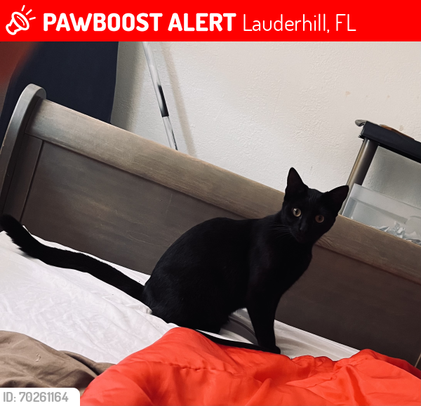 Lost Female Cat last seen Near Nw 24 st Lauderhill fl 33313, Lauderhill, FL 33313
