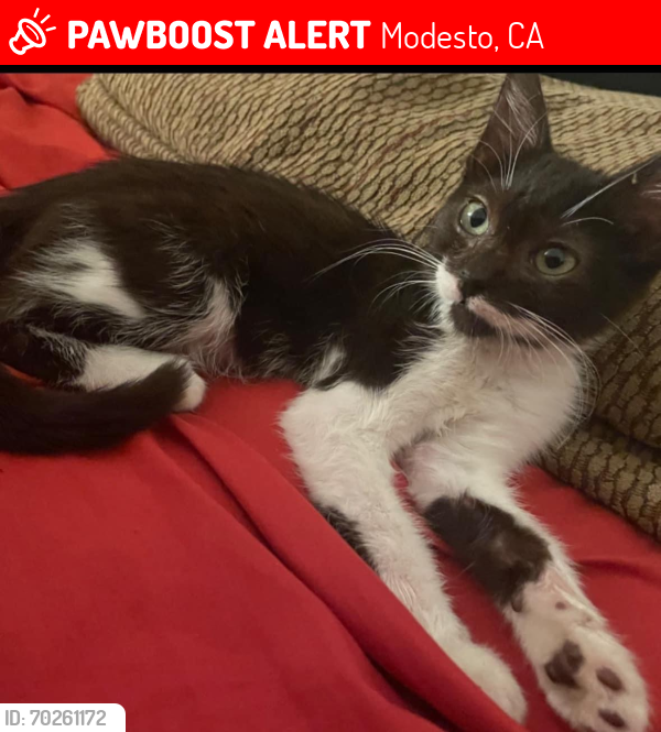 Lost Female Cat last seen Kerr Avenue, Modesto, CA 95354