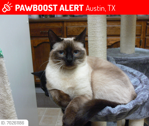Lost Female Cat last seen Fitzhugh rd, the ditch where the auto mishap happened, Austin, TX 78736
