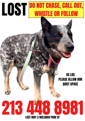 Lost Male Dog last seen Guadalupe Canyon Parkway, Daly City, CA 94014