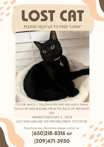 Lost Female Cat last seen Louis Park, Stockton, CA 95203