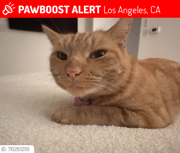 Deceased Female Cat last seen By Walgrove and Rose avenue, Los Angeles, CA 90066
